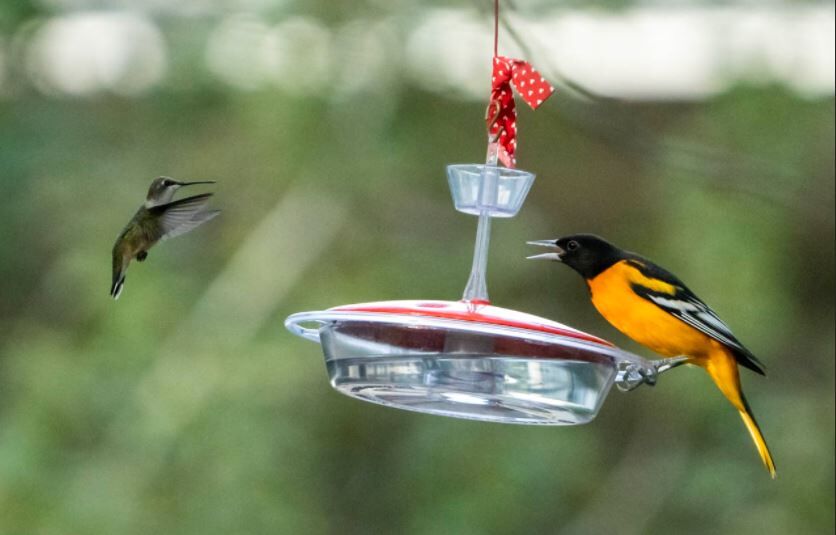 two birds